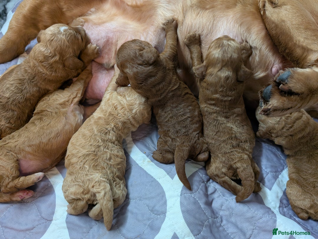 Cockapoo dogs for sale: Stunning F1 Show Toy Red Cockapoo puppies DNA ✔️ - Advert 17