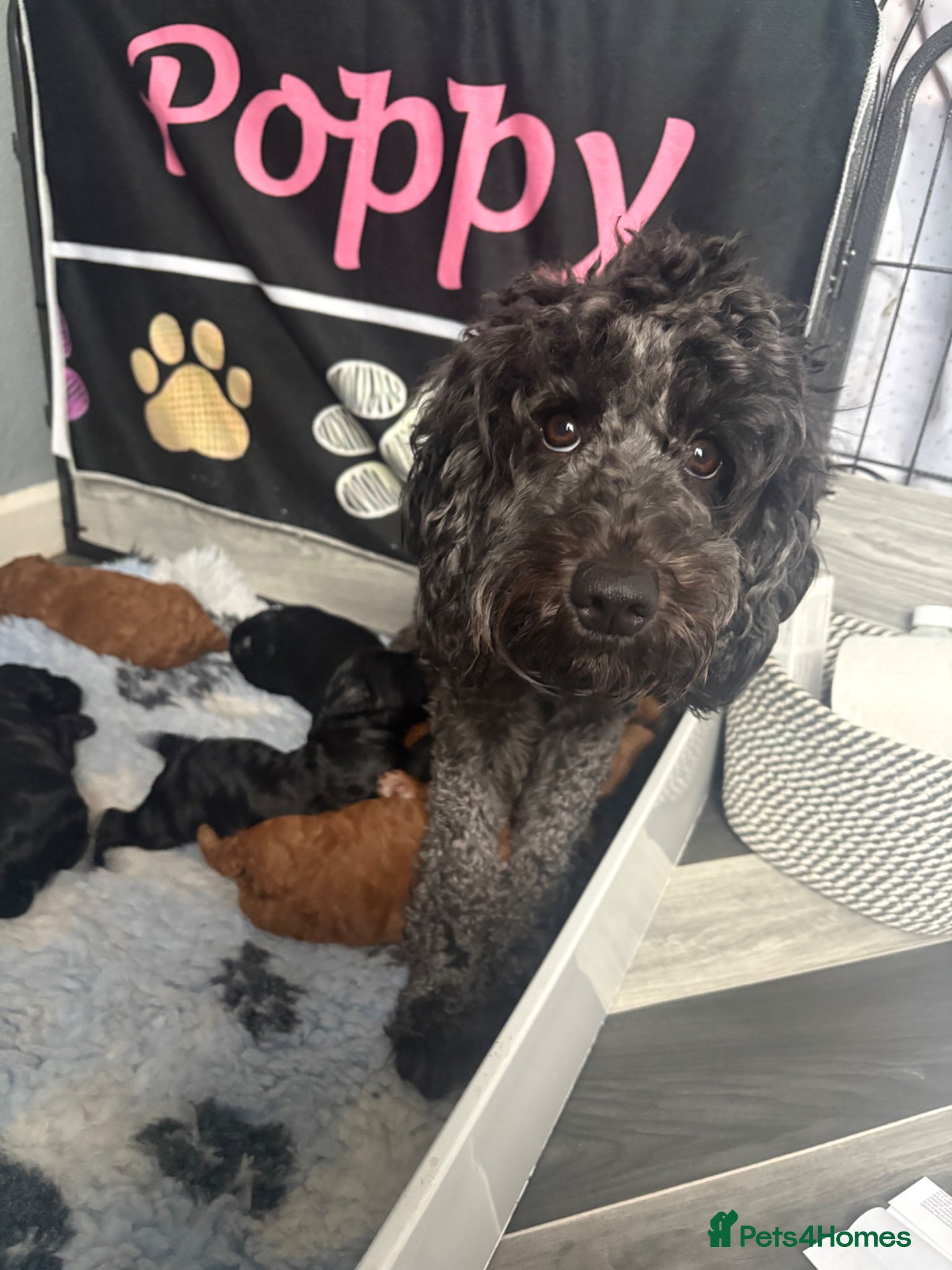Cockapoo dogs 🐾🐾Beautiful F2 cockapoo puppies🐾🐾 - Advert 15