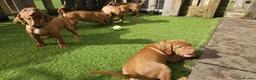 Hungarian Vizsla dogs for sale: Hungarian Russet Gold Vizsla Puppies.Non KC. - Advert 3