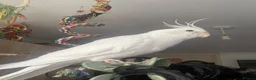 Cockatiels birds for sale: Male cockatiel (1yr old ish)  - Advert 4