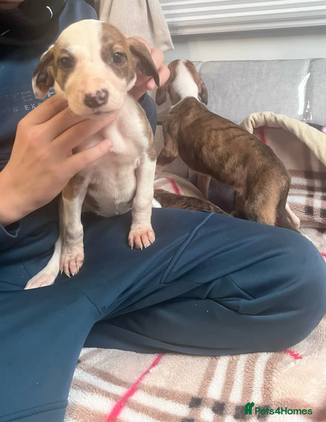 Saluki dogs for sale: Saluki puppies ready now  - Advert 1