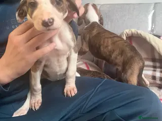 Saluki dogs Saluki puppies ready now - Advert 1