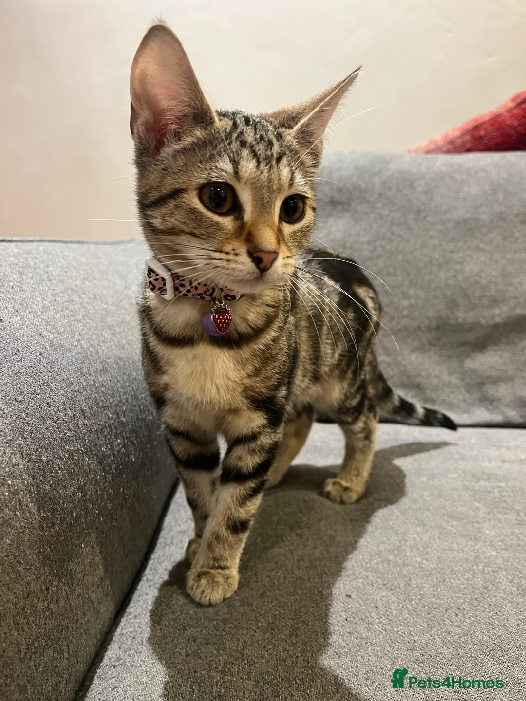 Mixed Breed cats for sale: Sibling Female Bengal x Ragdoll x 2 17 weeks old - Advert 6