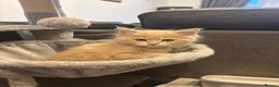 Maine Coon cats for sale: 3 cream girl Maine coon Kittens - Advert 8