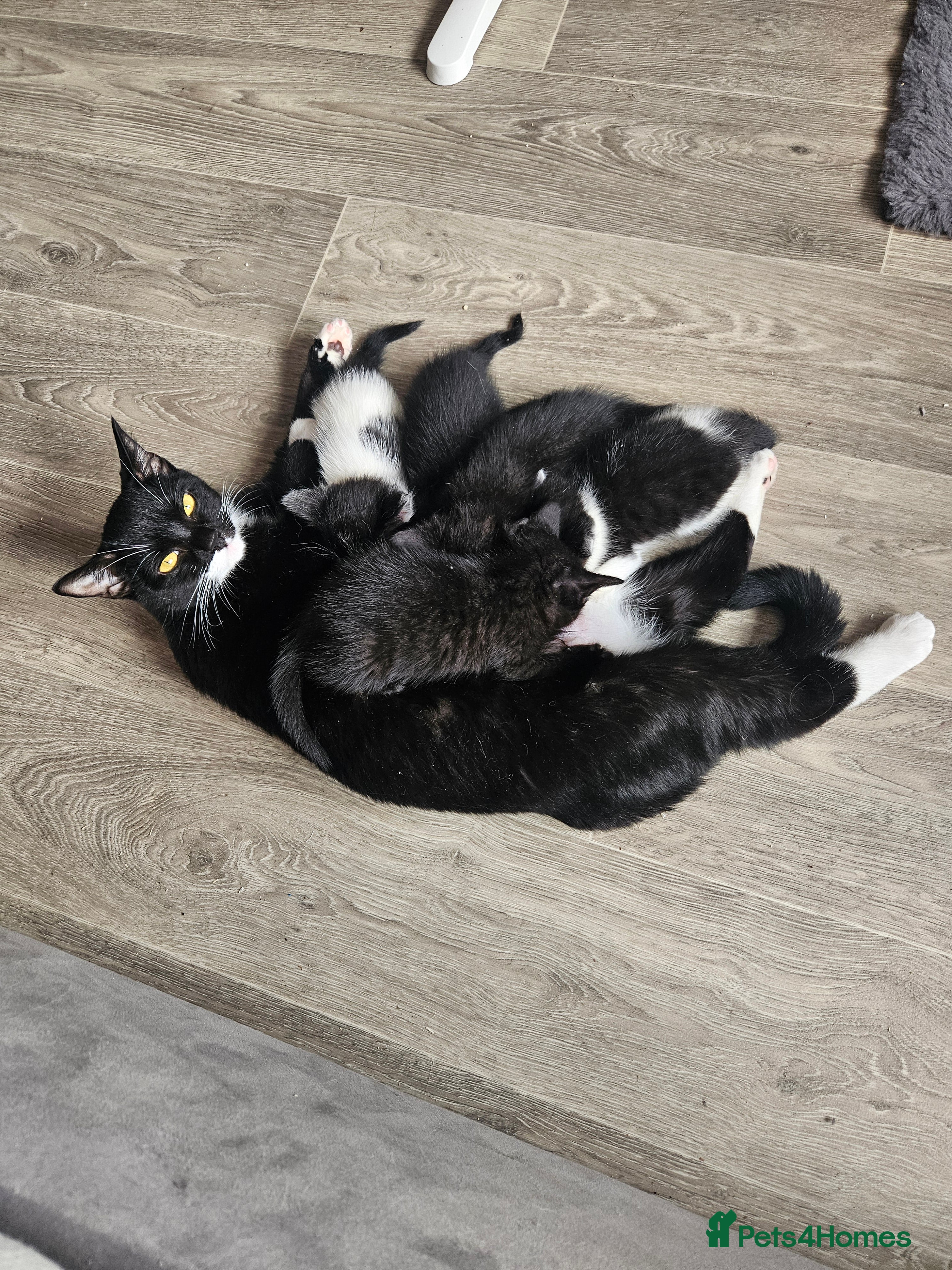 Mixed Breed cats Kittens for sale - Advert 1