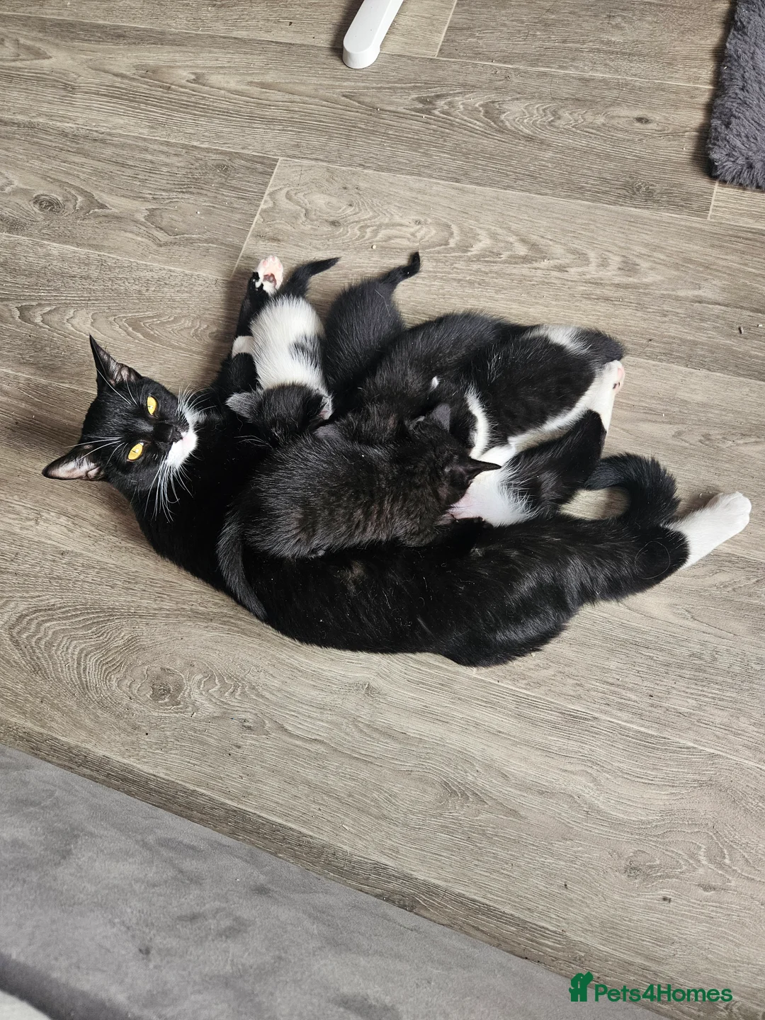 Mixed Breed cats for sale: Kittens for sale in Maidstone - Advert 1