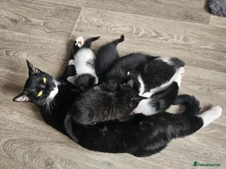 Mixed Breed cats Kittens for sale - Advert 2