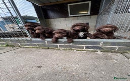 Sproodle dogs for sale: Ready to leave now F1 sproodles - Image 6