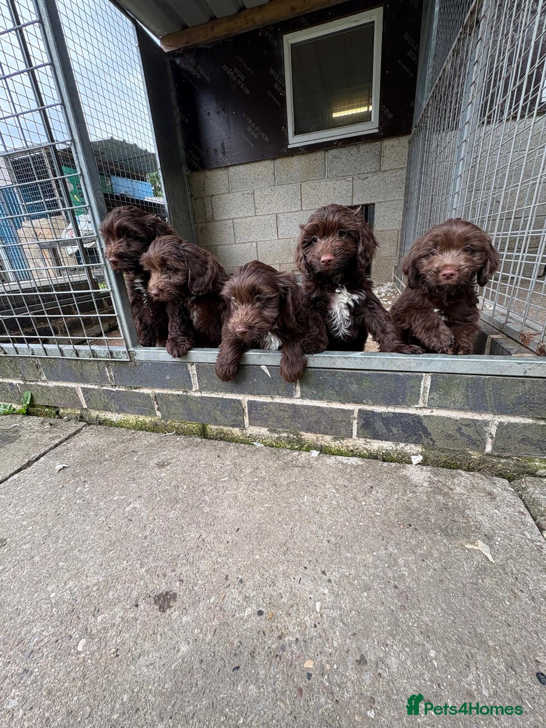 Sproodle dogs for sale: Ready to leave now F1 sproodles - Image 6