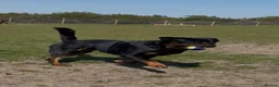 Rottweiler dogs for stud: Male Rottweiler for stud  - Advert 5