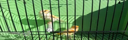 Canaries birds for sale: Canaries  - Advert 8