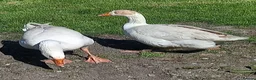 Geese poultry for sale: Goslings for Sale - Advert 2