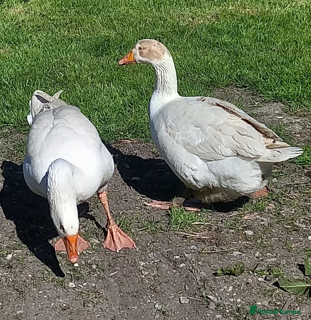 Geese poultry for sale: Goslings for Sale - Advert 2