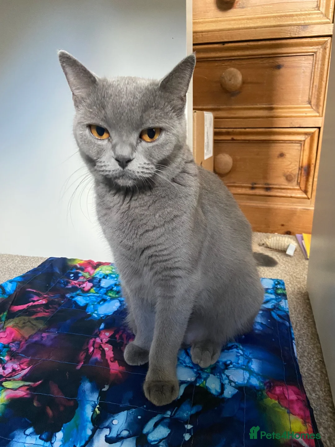 British Shorthair cats for sale: Gorgeous British shorthair kittens - Advert 10