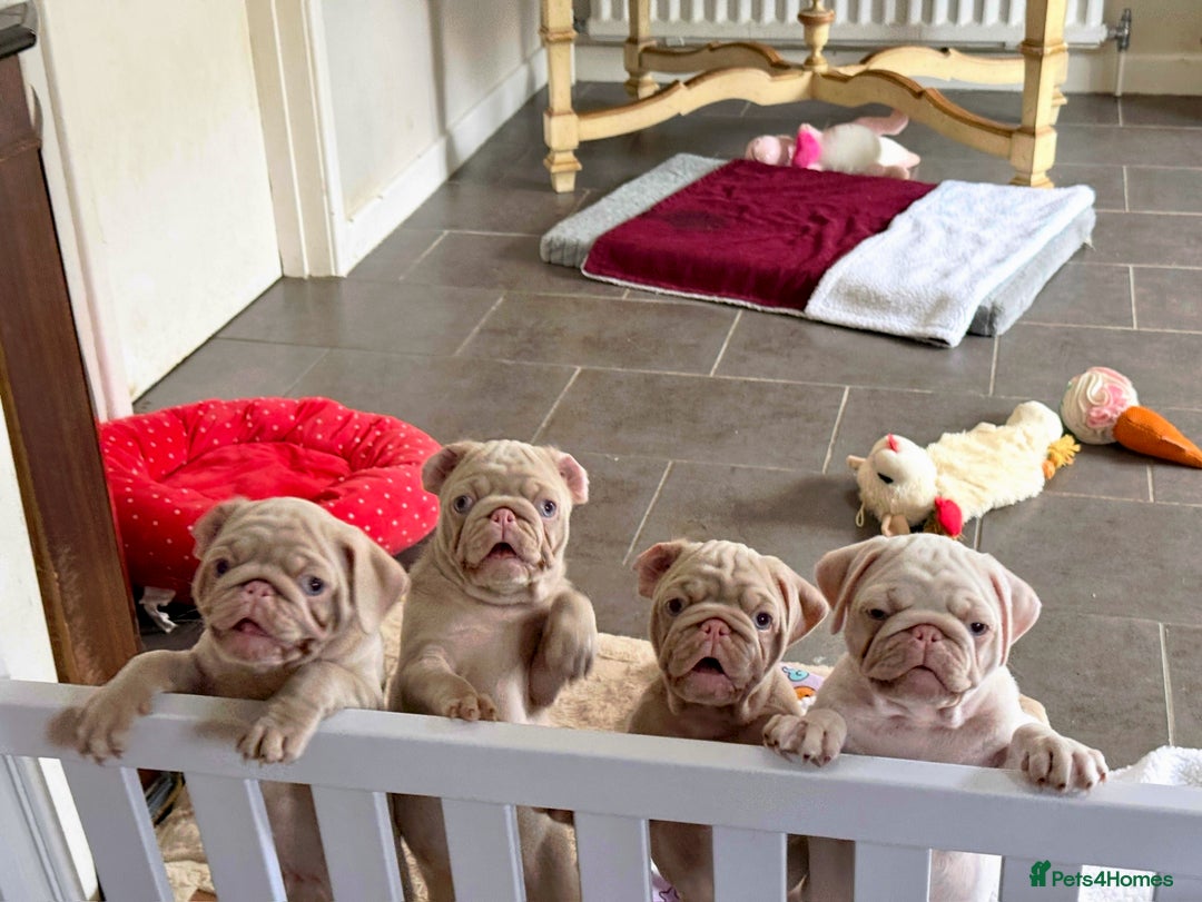 Pug dogs for sale: Pink Pug Puppies Available - Advert 12