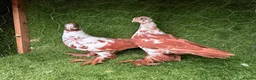 Pigeons birds for sale: Beautiful Quality Pigeons Healthy & Well Cared For - Advert 3