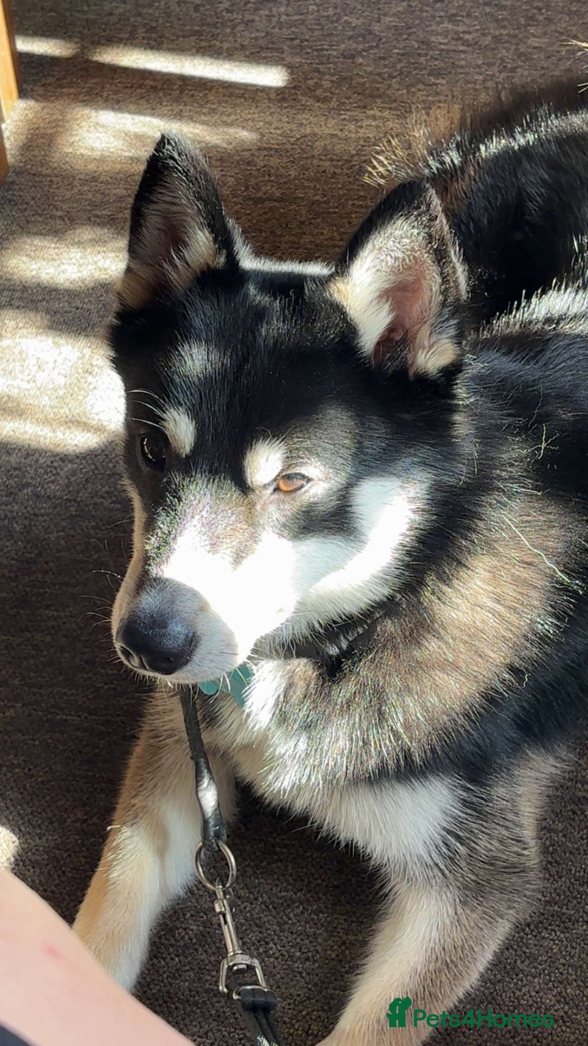 Pomsky dogs Apollo - Advert 5
