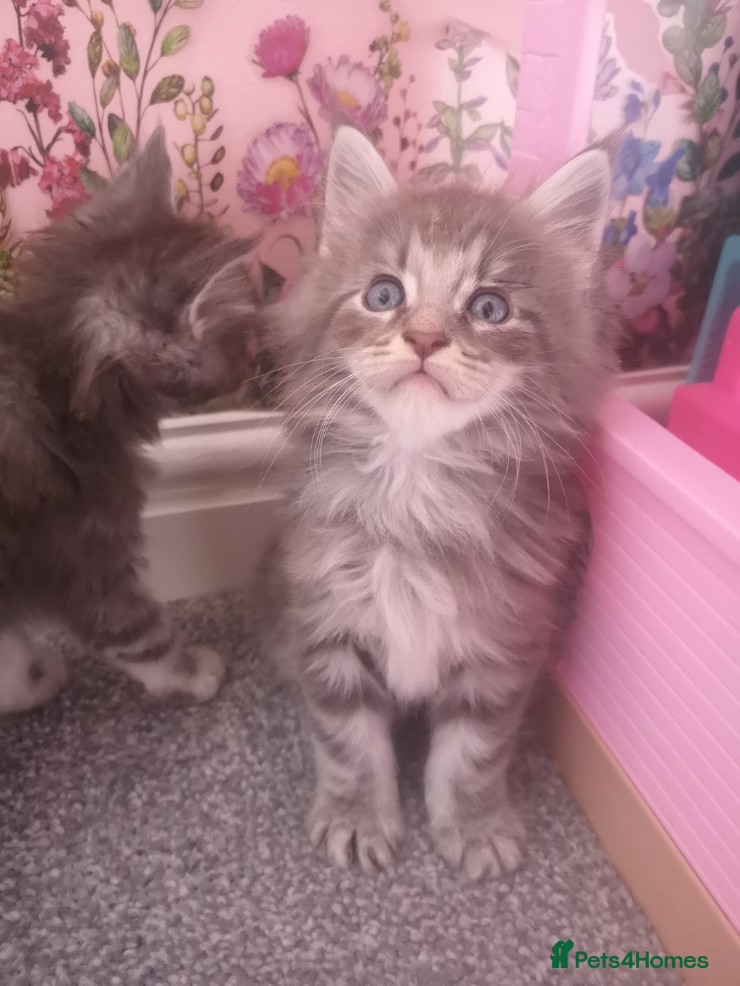 Maine Coon cats for sale: Maine Coon Kittens Parents Fully Health Tested - Image 20