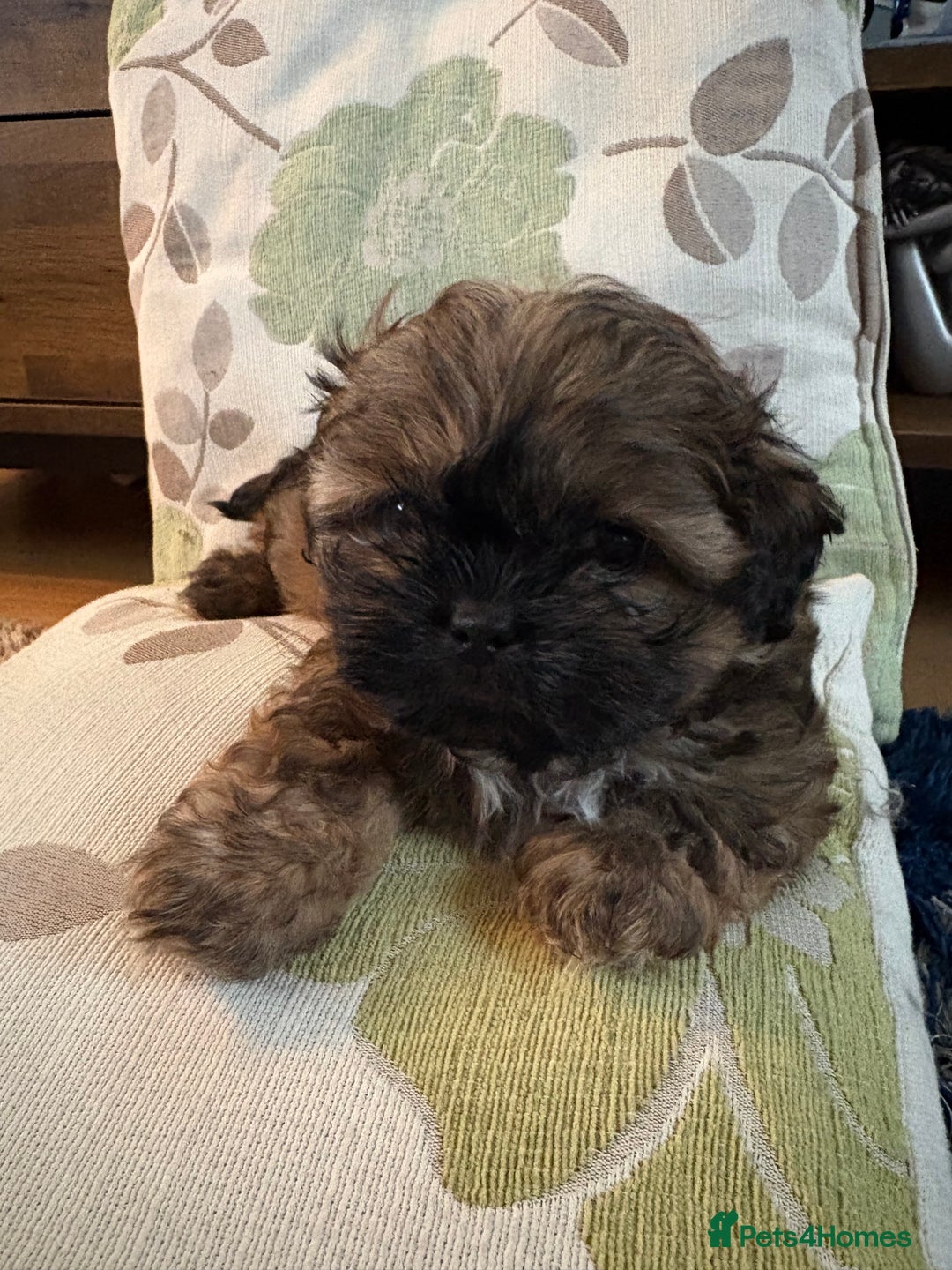 Mixed Breed dogs for sale: Shih Tzu cross - teddy bear puppies - Advert 13