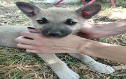 Mixed Breed dogs for adoption: OZZY, a Lovely Puppy Boy - for a Loving Home - Image 14