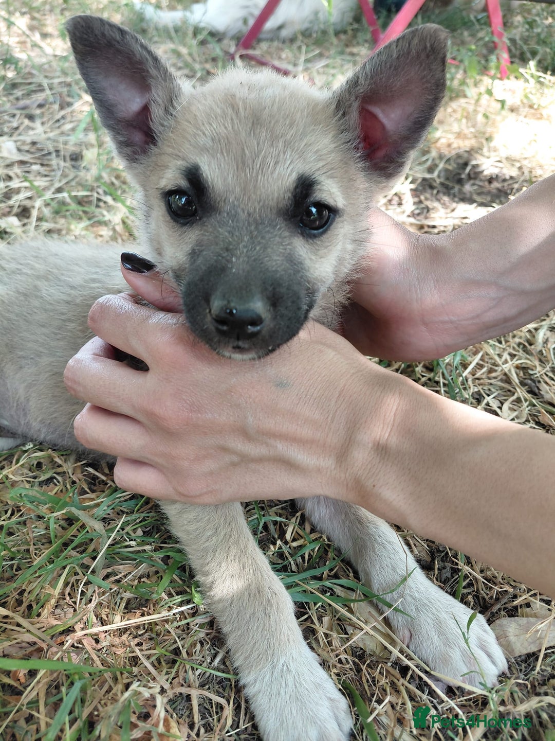 Mixed Breed dogs for adoption: OZZY, a Lovely Puppy Boy - for a Loving Home - Image 14