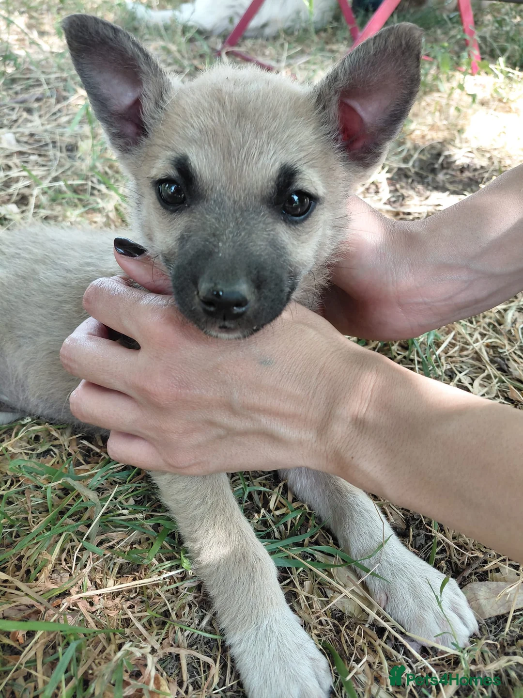 Mixed Breed dogs for adoption: OZZY, a Lovely Puppy Boy - for a Loving Home - Advert 14