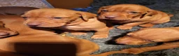 Hungarian Vizsla dogs for sale: Hungarian vizsla puppies for sale 2 boys still ava - Advert 3