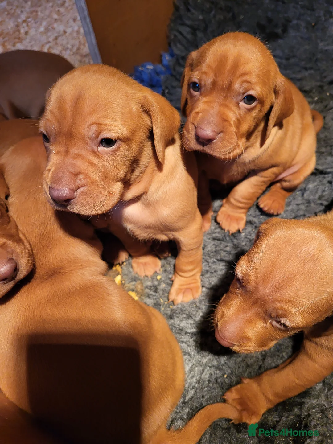 Hungarian Vizsla dogs for sale: Hungarian vizsla puppies for sale 2 boys still ava - Advert 3