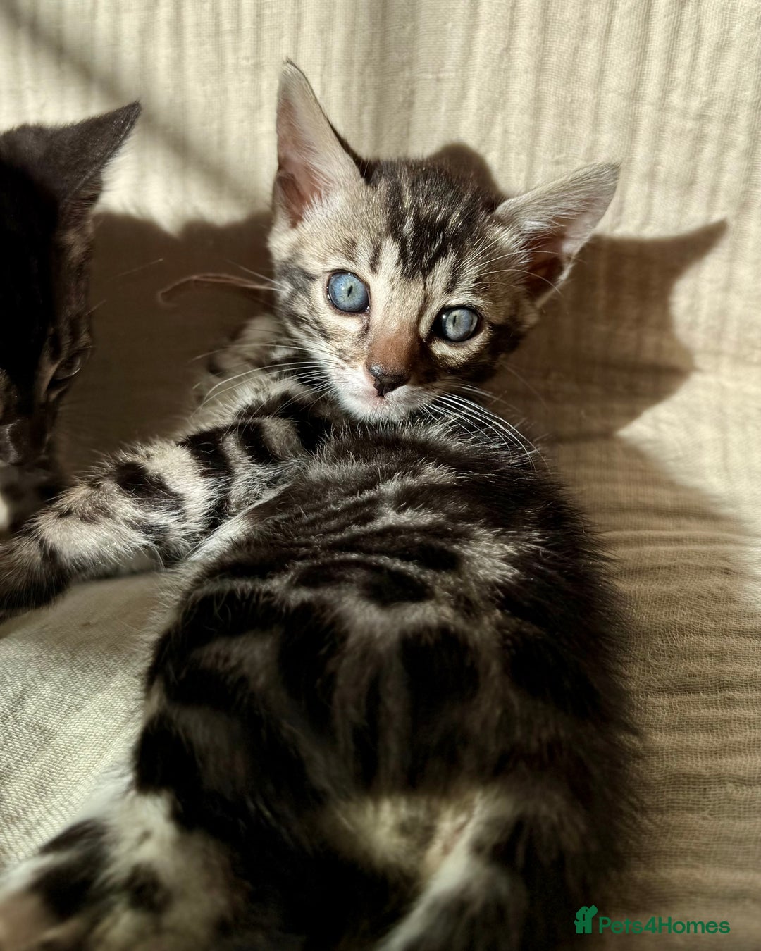 Bengal cats for sale: Rare Glitter Pedigree Bengal Female - Show Quality - Image 4