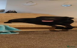 Labrador Retriever dogs for stud: Looking for a stud for my 3yr old lab - Image 3