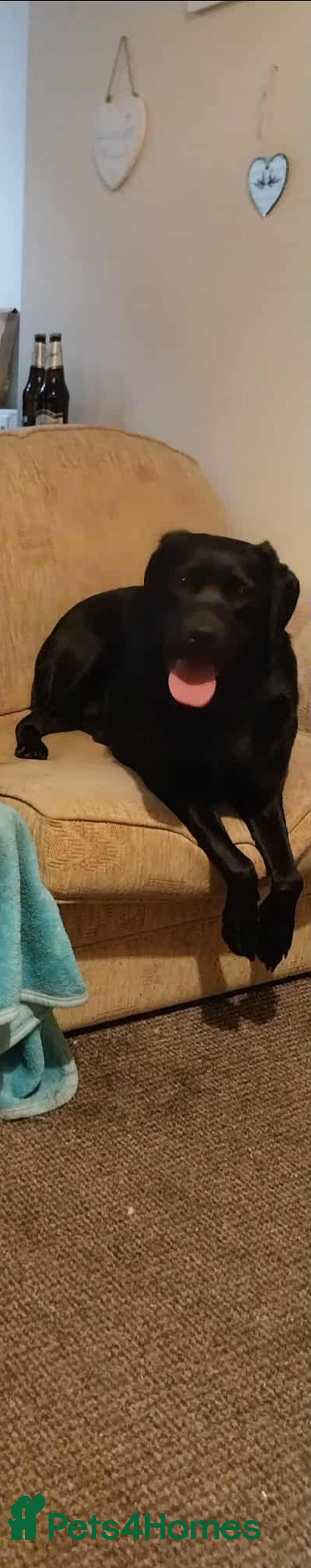 Labrador Retriever dogs for stud: Looking for a stud for my 3yr old lab - Image 3