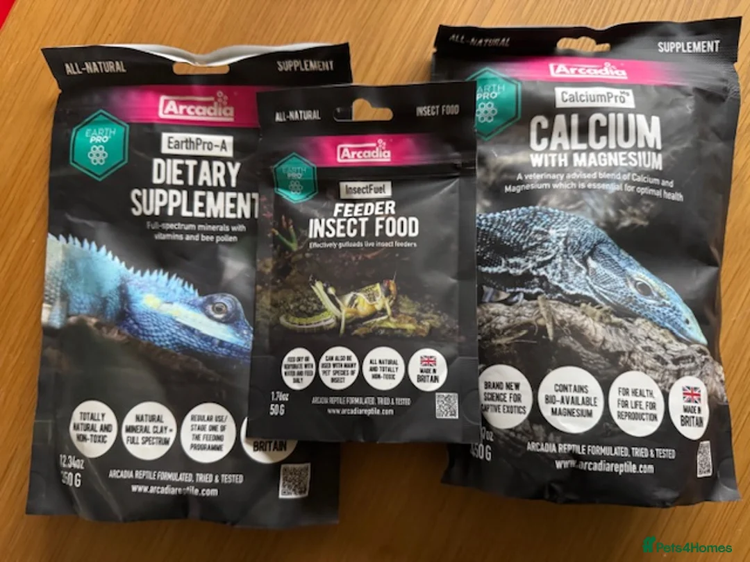 Leopard Gecko reptiles for sale: Leopard Gecko full setup and lizard - Advert 3