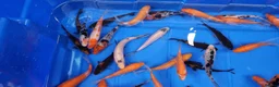 Koi Carp fish for sale: 4 to 5 inch Koi Carp mix pond fish in Chorley - Advert 2