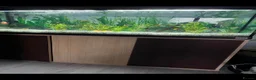 Live Bearers fish for sale: Fluval Tropical Aquarium Complete Setup in Tiverton - Advert 2