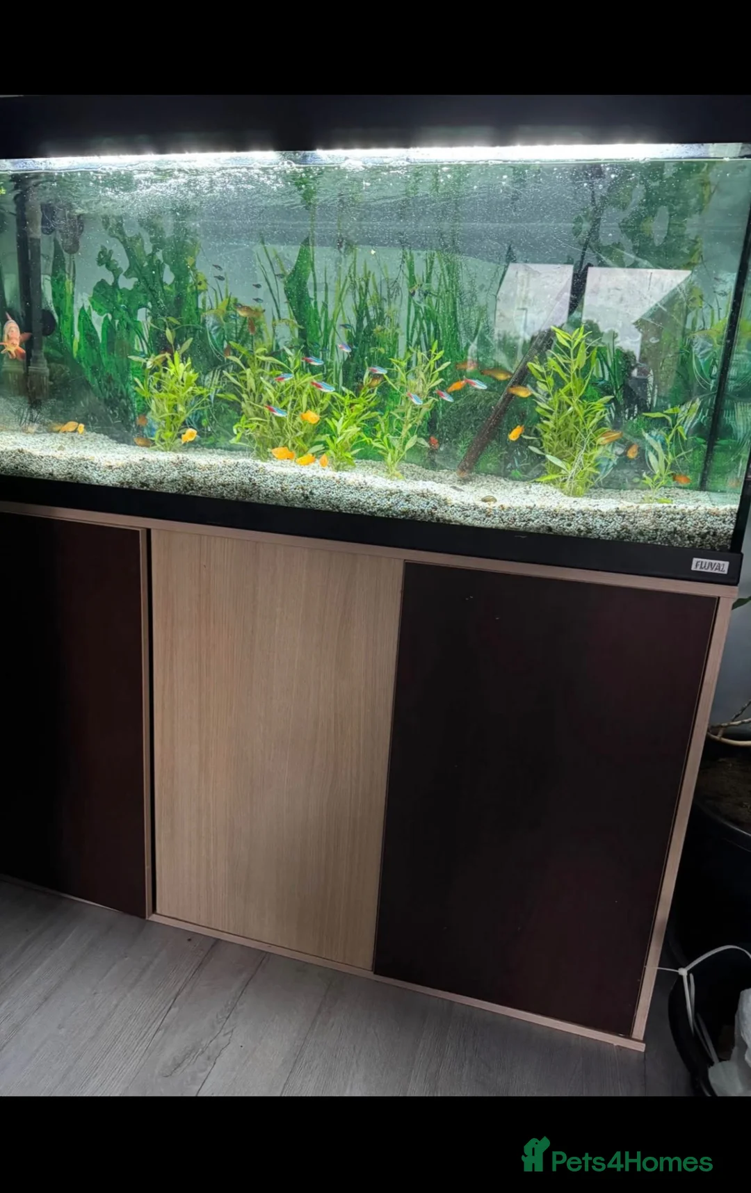 Live Bearers fish for sale: Fluval Tropical Aquarium Complete Setup in Tiverton - Advert 2