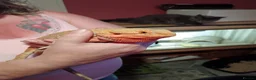 Bearded Dragon reptiles for sale: Female hypo citrus red - Advert 7