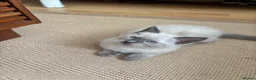 Ragdoll cats for sale: Ragdoll x mink tonkinese kittens  - Advert 12