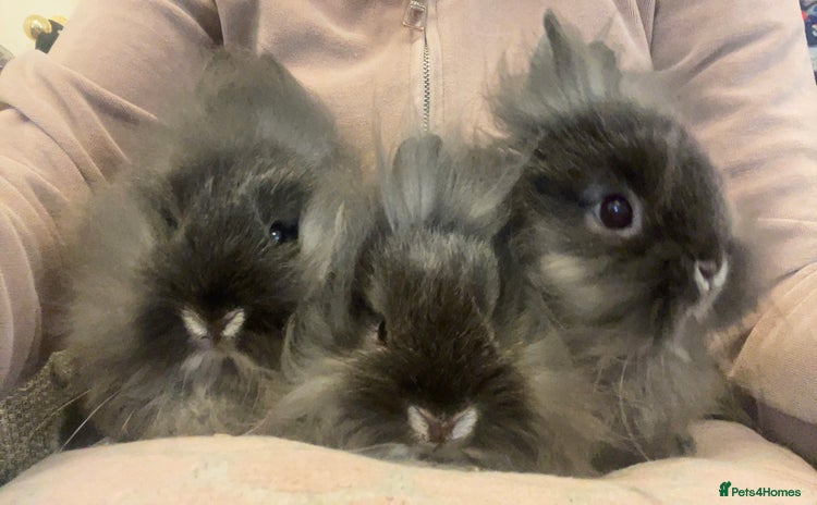 Netherland Dwarf rabbits - Advert 1