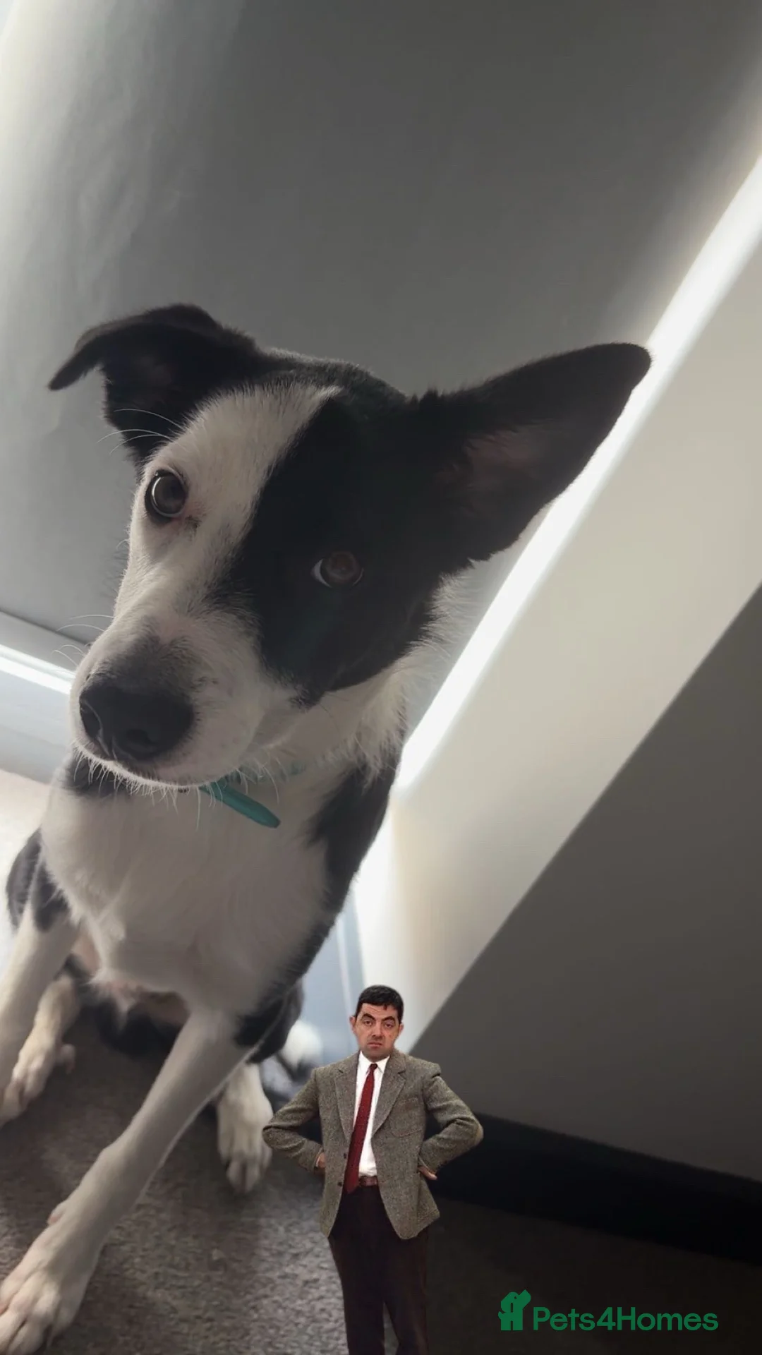 Border Collie dogs for sale: Loving Male border collie  in Croydon - Advert 4