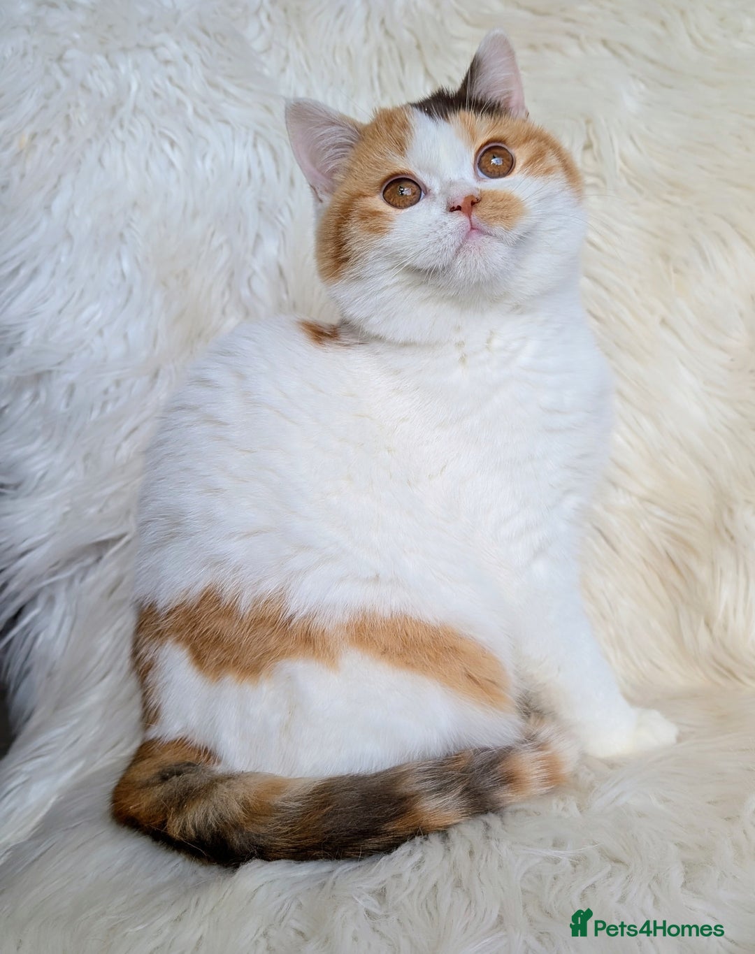 British Shorthair cats for sale: Amazing loving British shorthair kittens  - Advert 5