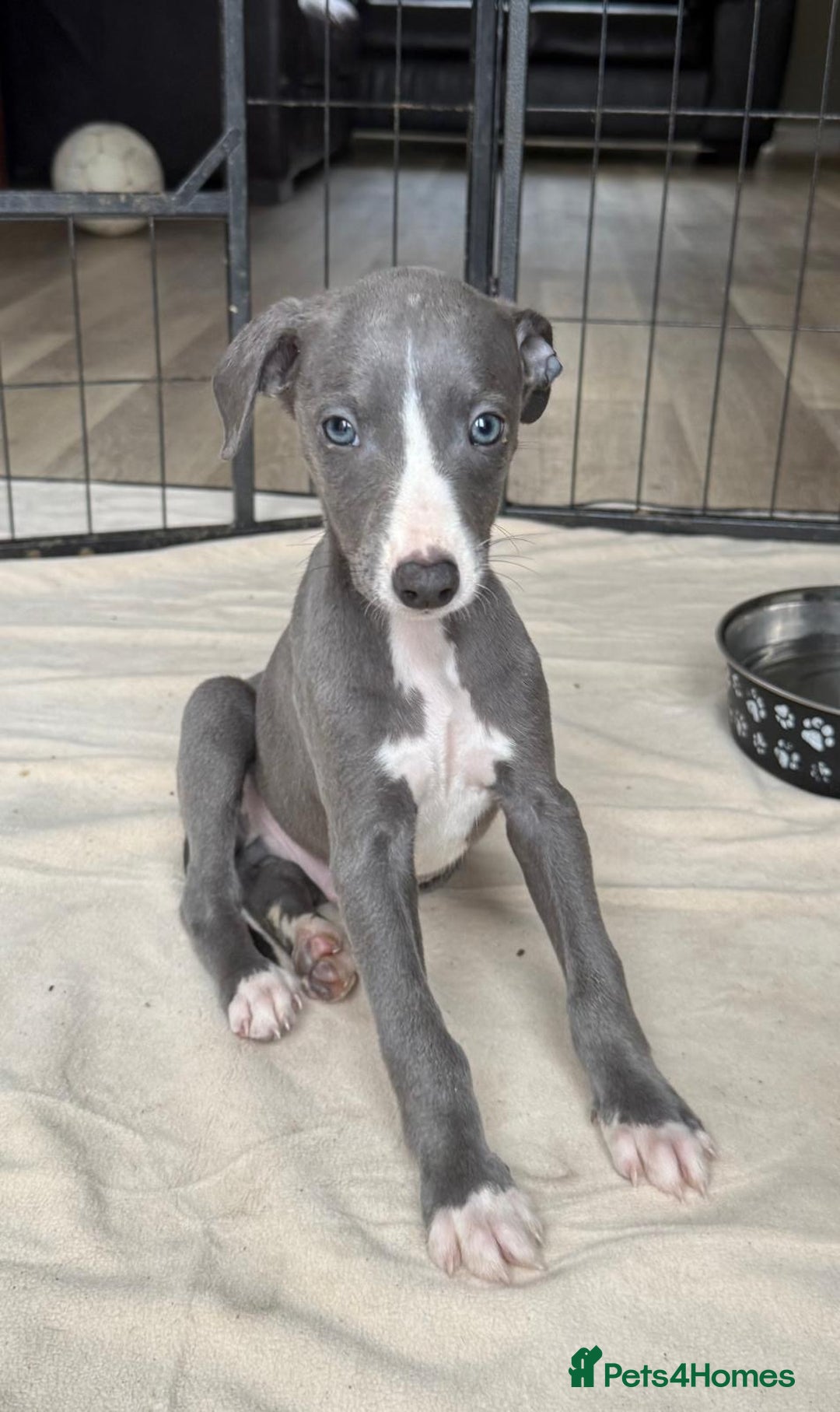 Whippet dogs for sale: Gorgeous whippet puppies for sale - Advert 7