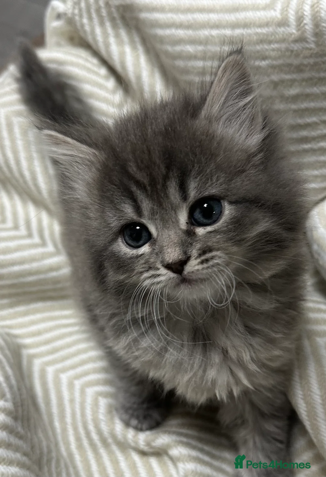 Siberian cats for sale: KITTENS SIBERIAN Neva Masquerade White  - Advert 5