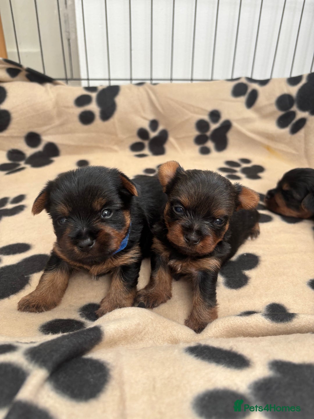 Yorkshire Terrier dogs for sale: ❤️Last girl available Miniature yorkshire terrier - Image 26