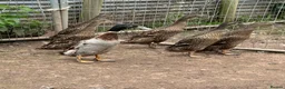 Ducks poultry for sale: Ducks and ducklings  - Advert 4