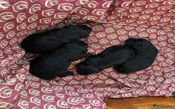 Mixed Breed dogs for sale: Peekapoo puppies for sale  - Image 6