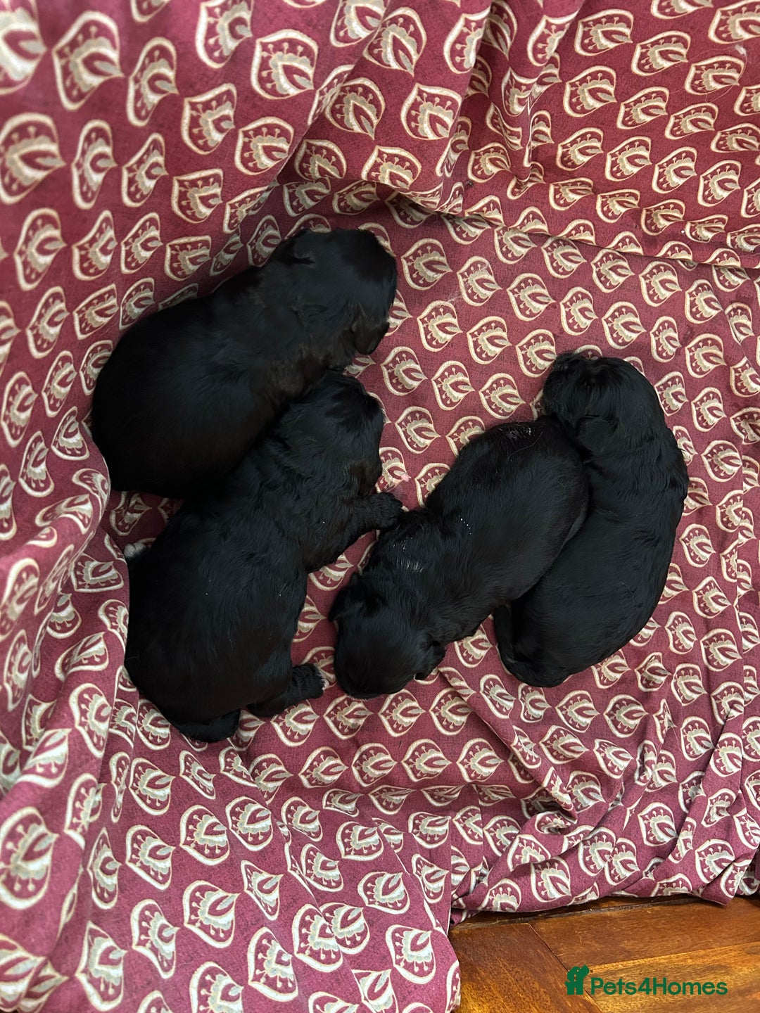 Mixed Breed dogs for sale: Peekapoo puppies for sale  - Image 6