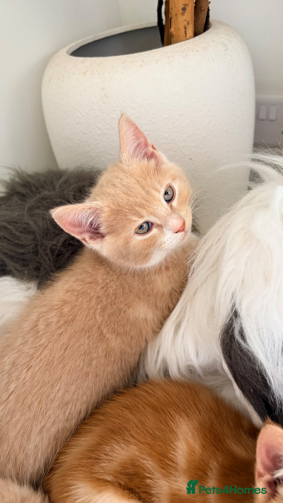 Scottish Fold cats for sale: Scottish fold, Maine coon x in Newmarket - Advert 15