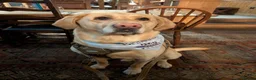 Labrador Retriever dogs for stud: Kobi  in Worthing - Advert 5