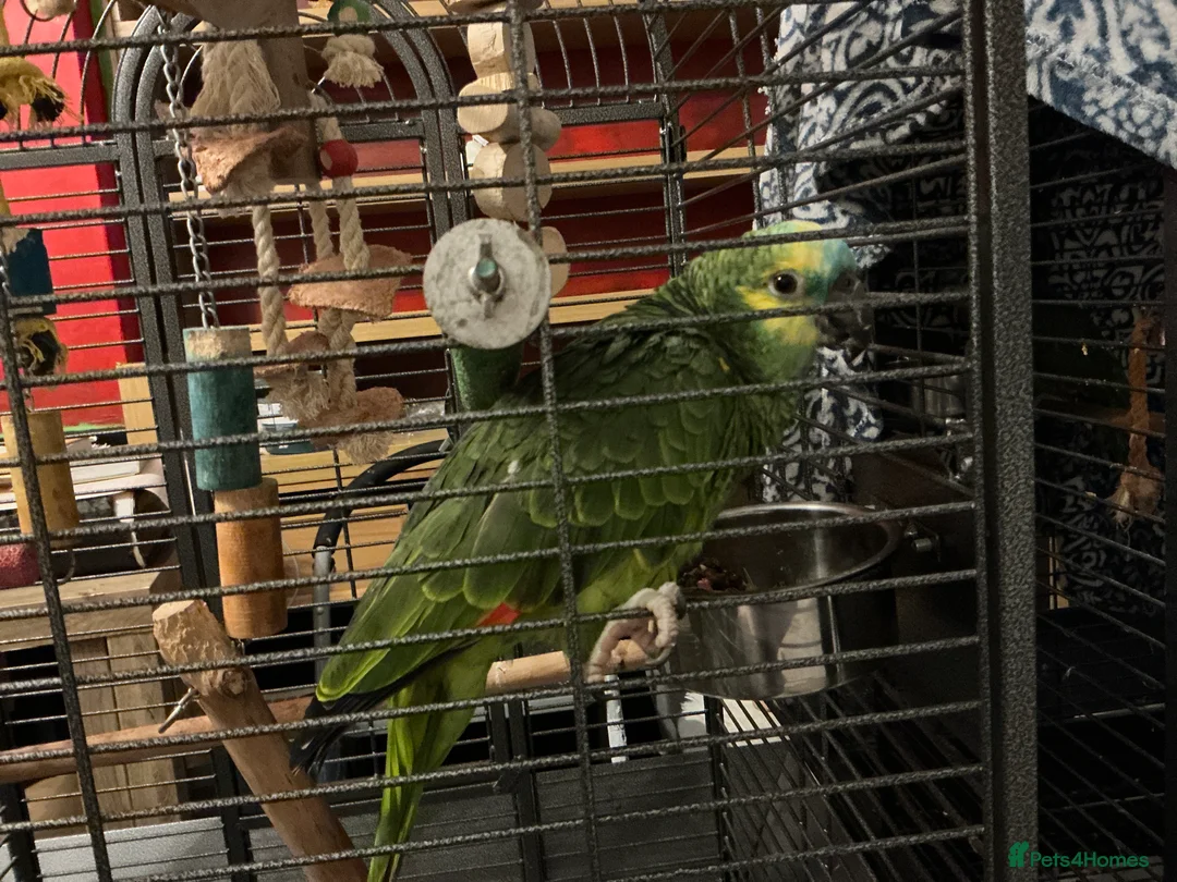 Parrots birds for sale: Amazon needs new home - Advert 1