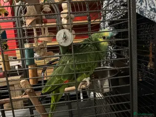 Parrots birds Amazon needs new home - Advert 5